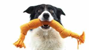 Как да научим куче, за да донесете играчка, чехли и радост